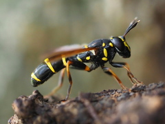 Sphiximorpha subsessilis