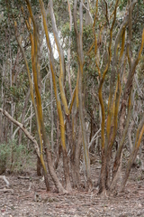 Eucalyptus behriana
