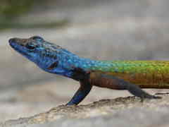 Platysaurus intermedius rhodesianus