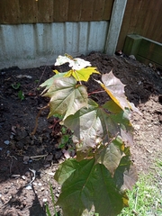 Acer platanoides