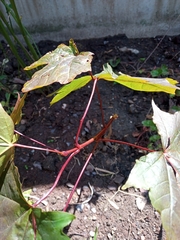 Acer platanoides