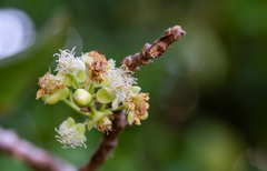 Curatella americana
