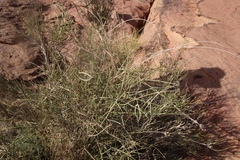 Periploca aphylla