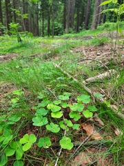 Oxalis acetosella