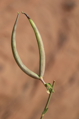 Periploca aphylla