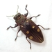 Chrysobothris succedanea - Photo (c) yah_japan, some rights reserved (CC BY-NC), uploaded by yah_japan