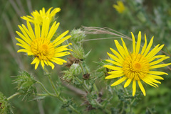 Berkheya erysithales