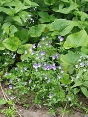 Viola tricolor