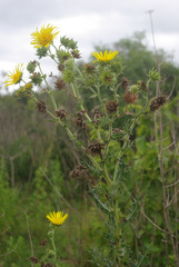 Berkheya erysithales