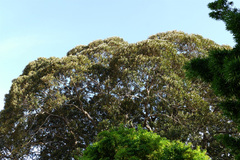 Ficus macrophylla columnaris