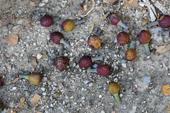 Ficus macrophylla columnaris