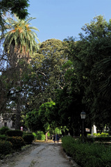 Ficus macrophylla columnaris
