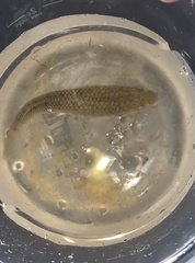 Fundulus heteroclitus