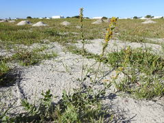 Manulea tomentosa