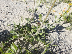 Manulea tomentosa