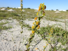Manulea tomentosa