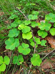 Oxalis acetosella