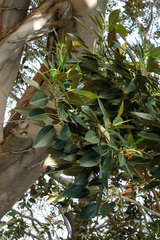 Ficus macrophylla columnaris