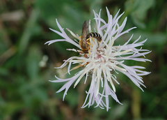 Halictus sexcinctus