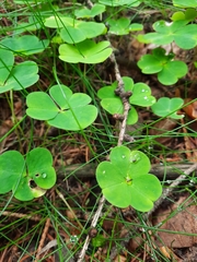 Oxalis acetosella