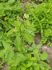 Aegopodium podagraria