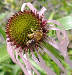Andrena rudbeckiae