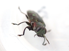 Chrysobothris succedanea