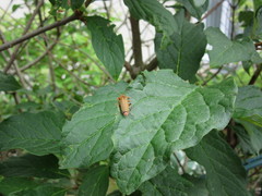 Cantharis