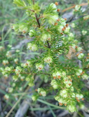 Erica glumiflora