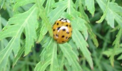 Harmonia axyridis