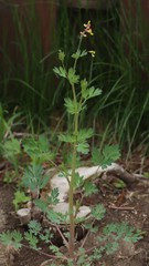 Capnoides sempervirens