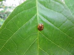 Harmonia axyridis