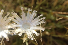 Centaurea eryngioides
