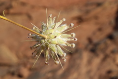 Centaurea eryngioides