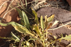 Centaurea eryngioides
