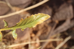 Centaurea eryngioides