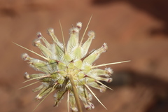 Centaurea eryngioides