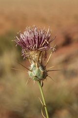 Centaurea eryngioides