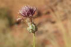 Centaurea eryngioides
