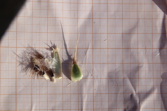 Centaurea eryngioides