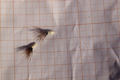 Centaurea eryngioides