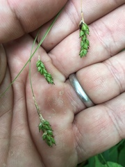 Carex formosa