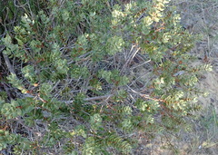 Morella cordifolia