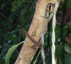 Anolis gaigei
