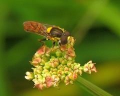 Sphaerophoria rueppellii