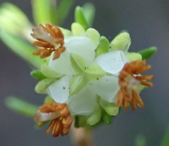 Erica glumiflora