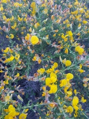 Adenocarpus telonensis