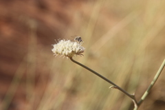 Pycnocycla saxatilis