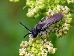 Andrena barbilabris