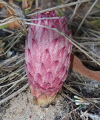 Hyobanche robusta